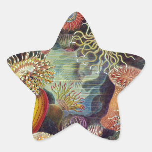 Sea Anemone Scientific Nature Ocean Star Sticker
