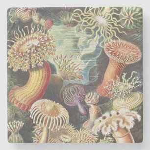Sea Anemone Scientific Nature Ocean Stone Coaster