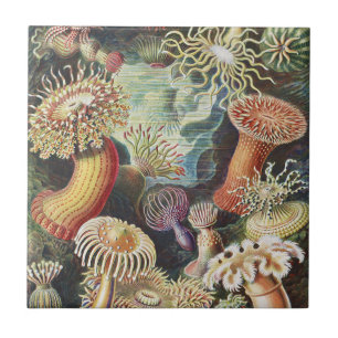 Sea Anemone Scientific Nature Ocean Tile