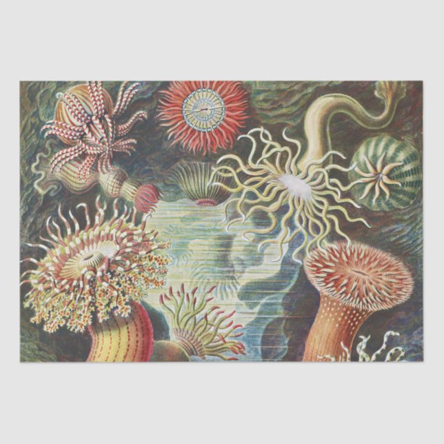 Sea Anemone Scientific Nature Ocean Tissue Paper (Front)