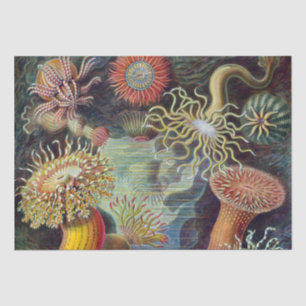 Sea Anemone Scientific Nature Ocean Tissue Paper