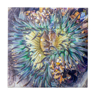 Sea Anemone Tile