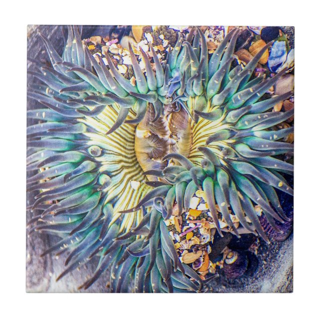 Sea Anemone Tile (Front)