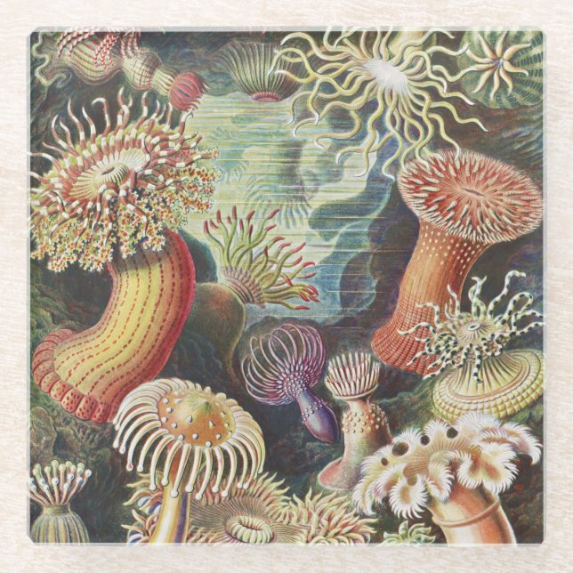 Sea Anemones, Actiniae Seeanemonen Ernst Haeckel Glass Coaster (Front)
