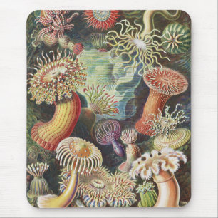 Sea Anemones, Actiniae Seeanemonen Ernst Haeckel Mouse Mat