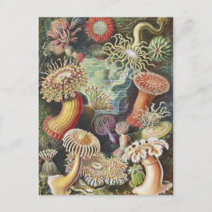Sea Anemones, Actiniae Seeanemonen Ernst Haeckel Postcard