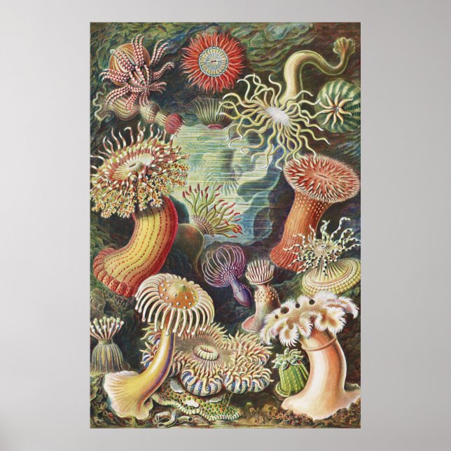 Sea Anemones, Actiniae Seeanemonen Ernst Haeckel Poster (Front)