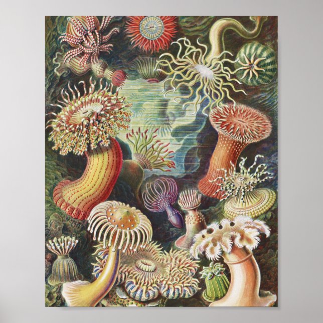 Sea Anemones, Actiniae Seeanemonen Ernst Haeckel Poster (Front)