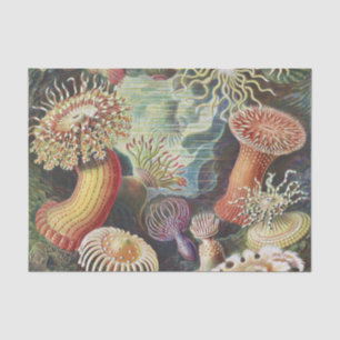 Sea Anemones, Actiniae Seeanemonen Ernst Haeckel Tissue Paper