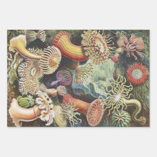 Sea Anemones, Actiniae Seeanemonen Ernst Haeckel Wrapping Paper Sheet
