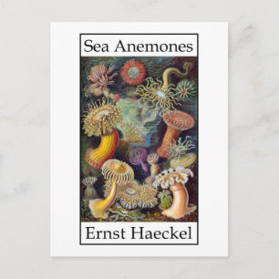 Sea Anemones by Ernst Haeckel Postcard