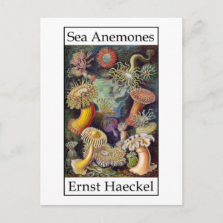 Sea Anemones by Ernst Haeckel Postcard