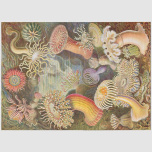 Sea Anemones Ernst Haeckel  Decoupage Tissue Paper