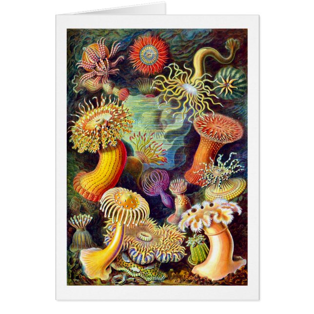 Sea Anemones Ernst Haeckel Fine Art (Front)