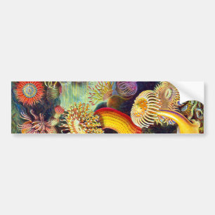 Sea Anemones Ernst Haeckel Fine Art Bumper Sticker