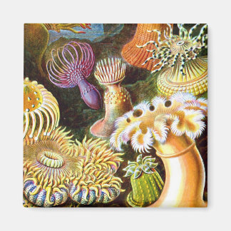 Sea Anemones Ernst Haeckel Fine Art Magnet