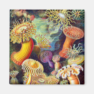 Sea Anemones Ernst Haeckel Fine Art Magnet