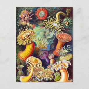 Sea Anemones Ernst Haeckel Fine Art Postcard