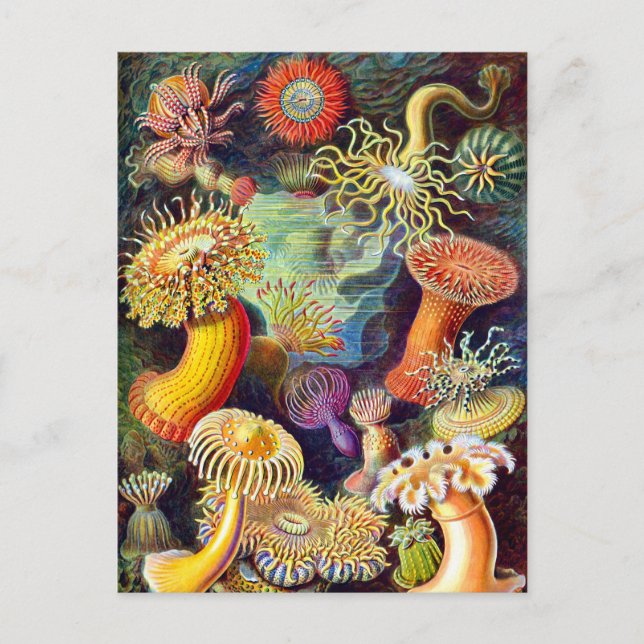 Sea Anemones Ernst Haeckel Fine Art Postcard (Front)