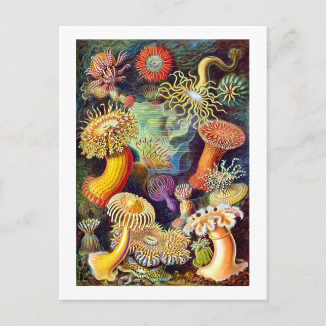 Sea Anemones Ernst Haeckel Fine Art Postcard (Front)