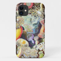 Sea anemones illustration by Ernst Haeckel