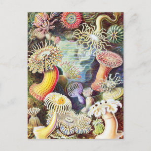 Sea anemones illustration by Ernst Haeckel Postcard