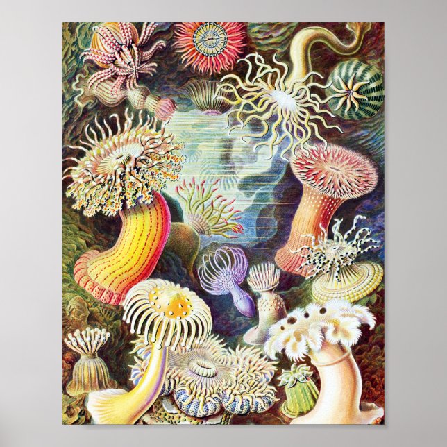 Sea anemones illustration by Ernst Haeckel Poster (Front)