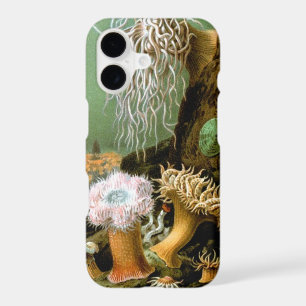 Sea Anemones Marine Life, Vintage Ocean Animals