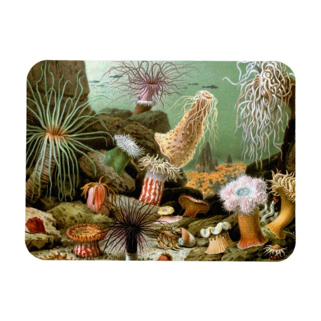 Sea Anemones Marine Life, Vintage Ocean Animals Magnet (Horizontal)