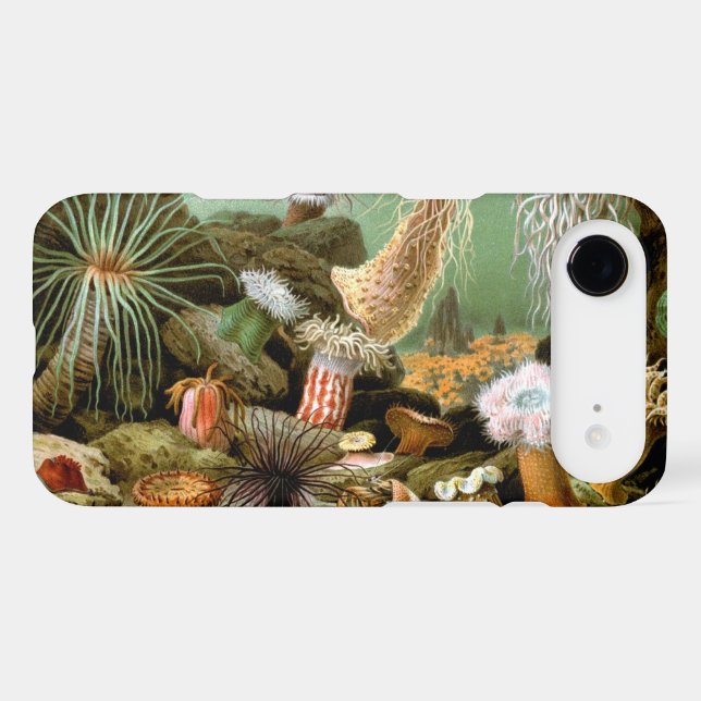 Sea Anemones, Vintage Marine Life Ocean Animals (Back (Horizontal))