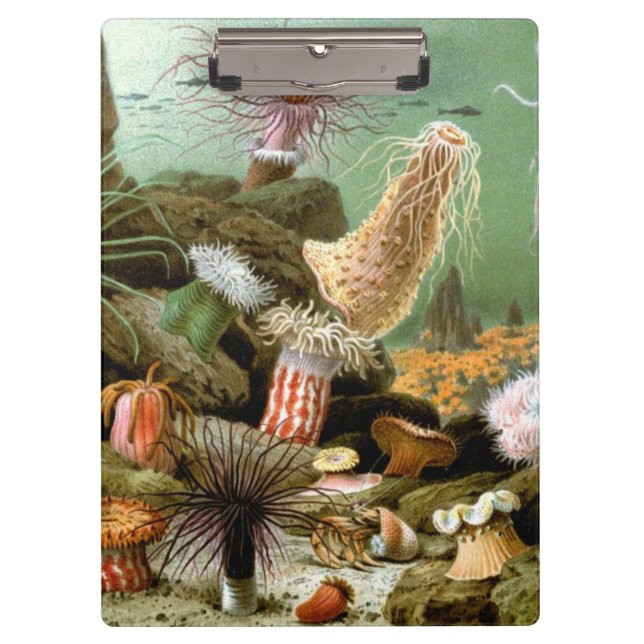 Sea Anemones, Vintage Marine Life Ocean Animals Clipboard (Front)
