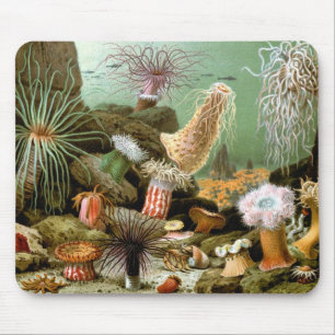 Sea Anemones, Vintage Marine Life Ocean Animals Mouse Mat