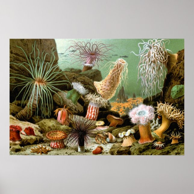 Sea Anemones, Vintage Marine Life Ocean Animals Poster (Front)