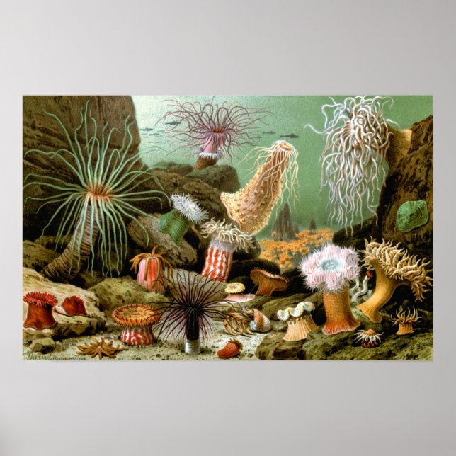 Sea Anemones, Vintage Marine Life Ocean Animals Poster (Front)