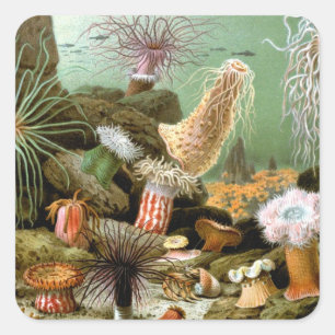 Sea Anemones, Vintage Marine Life Ocean Animals Square Sticker