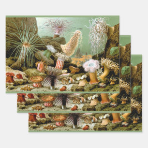 Sea Anemones, Vintage Marine Life Ocean Animals Wrapping Paper Sheet