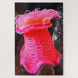 Sea Anemonies Jigsaw Puzzle