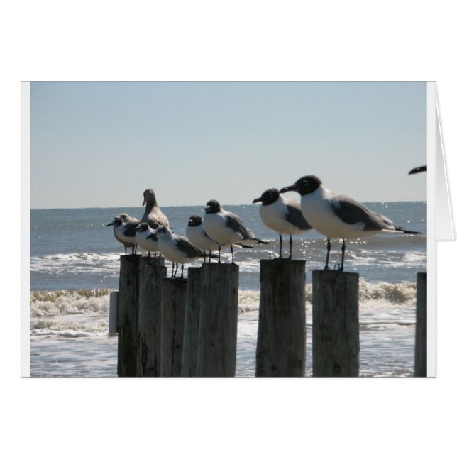 SEA BIRDS (Front Horizontal)