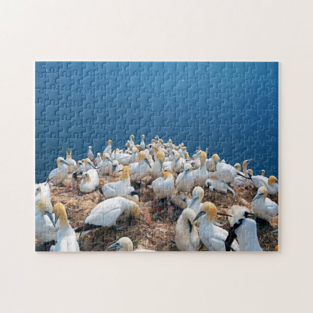 Sea birds jigsaw puzzle (Horizontal)