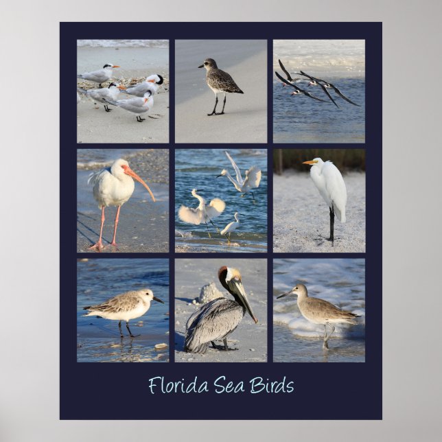 Sea Birds of Florida Photos Poster (Front)