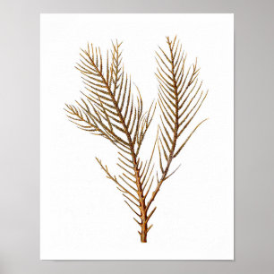 Sea Coral No. 10 beach decor art print