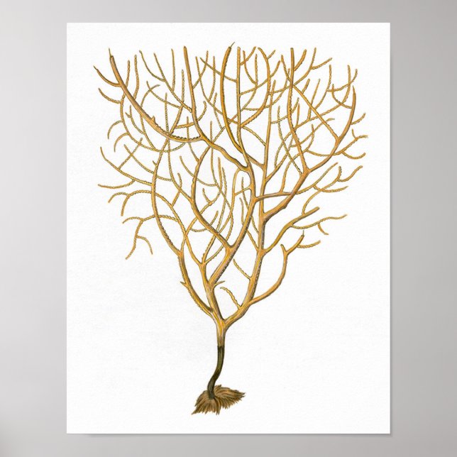 Sea Coral No.6 Antique Natural History Print (Front)