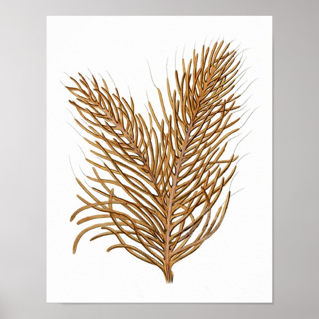 Sea Coral No.8 Antique Natural History Print (Front)