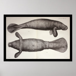 Sea Cow Manatee Marine Biology Print