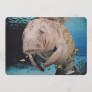 Sea Cow Swimming Invitation