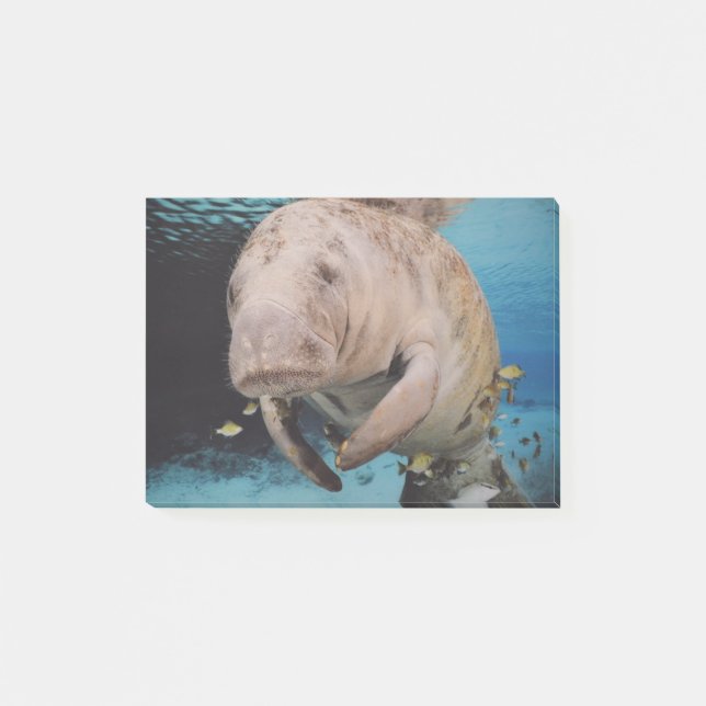 Sea Cow Swimming Post-it Notes (Front)