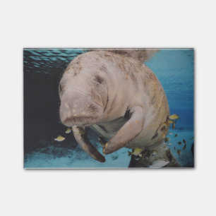 Sea Cow Swimming Post-it Notes
