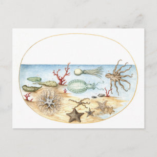 Sea Creatures Illustration Postcard