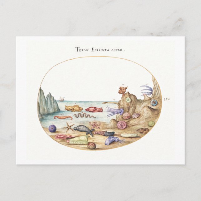 Sea Creatures Illustration Postcard (Front)