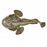 SEA DEVIL FISH - Coaster Standing Photo Sculpture<br><div class="desc">SEA DEVIL FISH - One of the scariest fish in the ocean. This is one fish that deserves to be extinct. Imagine fishing and pulling in thsi beauty. This image comes from a genuine antique print from about 1800.  Another fine product from Ann T. Quarina Designs.</div>